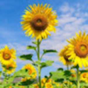 Meet your Posher, Mf - 08ke 779224